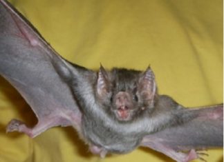 Cambio climático modifica distribución de murciélago transmisor de la rabia