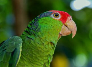 Tamux presentará «Cotorreando» experiencia con alas