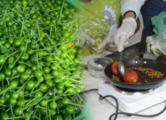 La UAT impulsa la preservación del chile piquín como símbolo de identidad regional