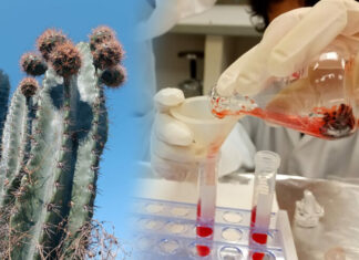 Analizan potencial antioxidante de la cáscara de pitaya