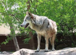 Trasladan a Garita, una loba con la mejor genética, a la Ciudad de México