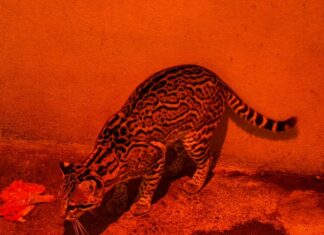 Aplica Comisión de Parques protocolos en fauna ante bajas temperaturas