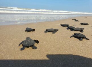 Proyectarán en televisión las maravillas naturales de Tamaulipas: CPBT