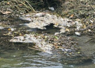 Activan respuesta inmediata por mortandad peces en canal de El Mante