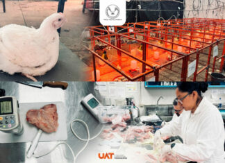 Producirá la UAT pollos de engorda con mayor calidad nutritiva y saludable