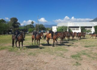 Agrupamiento Montado de la Guardia Estatal se fortalece con gimnasia ecuestre