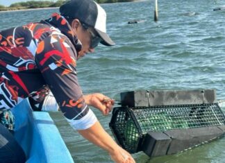 Consolida Tamaulipas su producción de ostión con apoyo técnico continuo