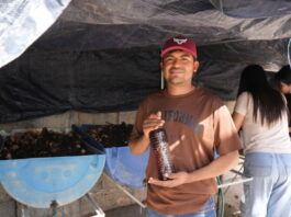 Desarrolla la UAT biofertilizantes líquidos a partir de lombricomposta