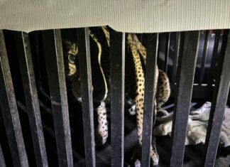 Brindan atención especializada a felino silvestre rescatado en la zona serrana de Tamaulipas