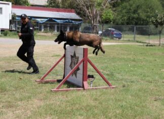 Binomios K-9 de la Guardia Estatal fortalecen la seguridad y la cercanía con la ciudadanía