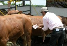 Incentiva Gobierno de Tamaulipas competitividad del sector ganadero