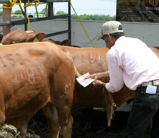 Incentiva Gobierno de Tamaulipas competitividad del sector ganadero