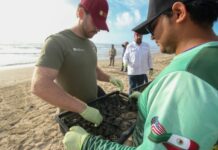 Consolida Tamaulipas liderazgo en la protección de la tortuga lora