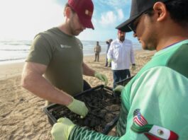 Consolida Tamaulipas liderazgo en la protección de la tortuga lora